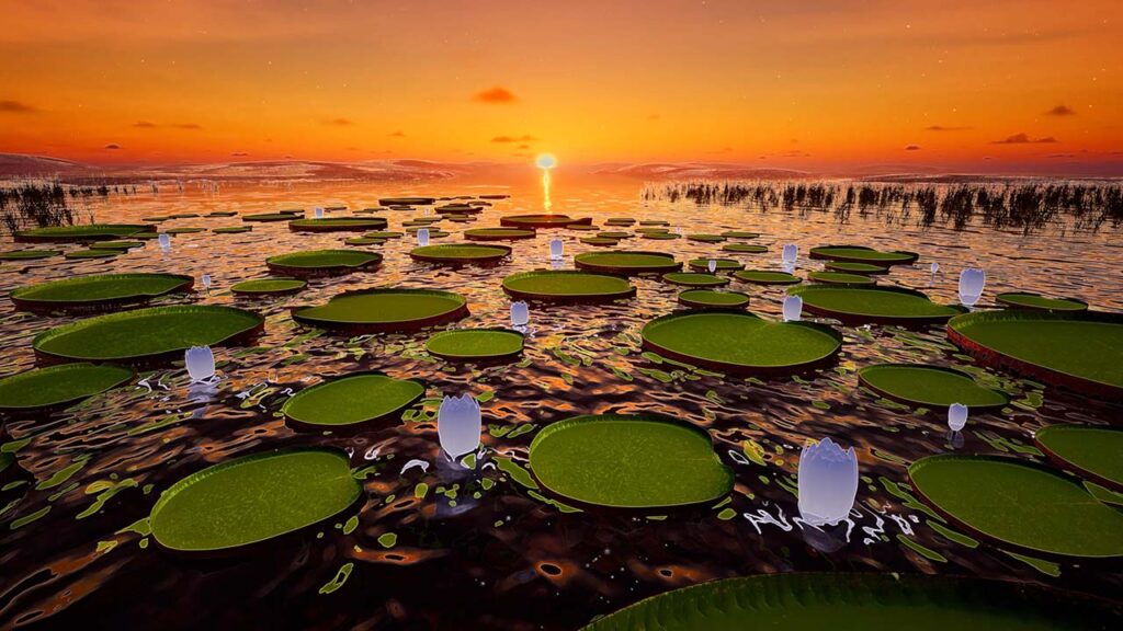 Sunset with purple lilies and lily pads on the water