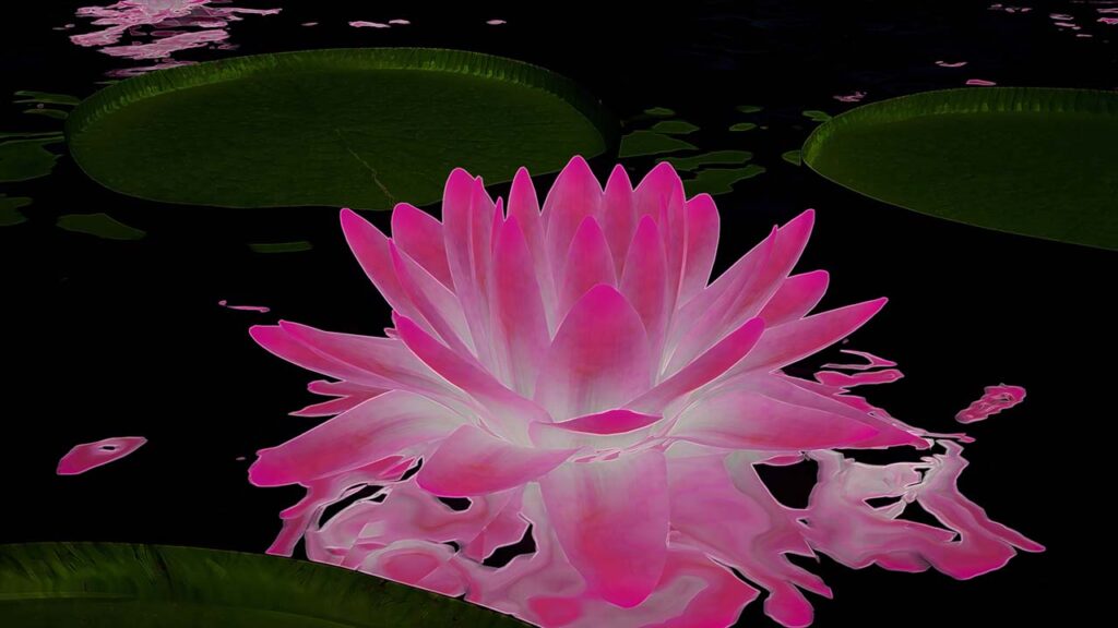 pink lilies and lily pads on the water