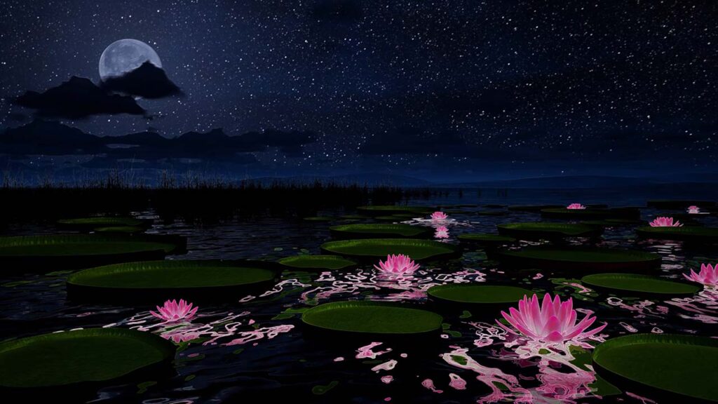 Sunset with pink lilies and lily pads on the water